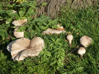 big parasol mushroom in the forest in the green grass 