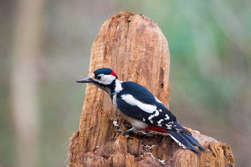 Picchio rosso maggiore