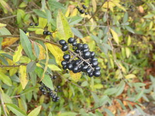 privet bush in autumn with black fruits berries