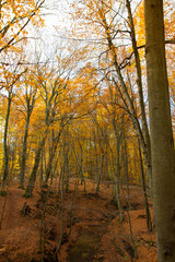 Beech forest in autumn - upward view against the sky