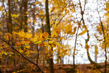Beech forest in autumn - upward view against the sky