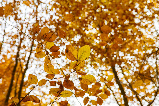 Beech forest in autumn - upward view against the sky