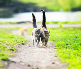a pair of cute beautiful striped loving cats hugging the green meadow raising their tails on a Sunny spring day