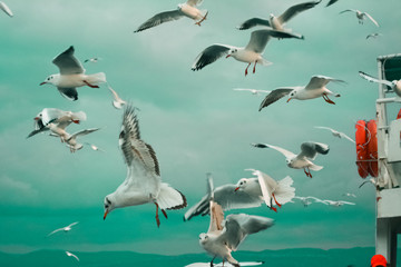 Obraz premium Seagulls flying around the ferry. Meal time for seagulls. Cloudy sky