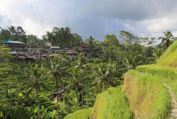 Fototapeta na wymiar tropical palm forest jungle