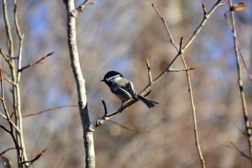 Naklejka premium Black-capped Chickadee on a Branch