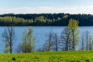 lake shore with distinct trees in green summer