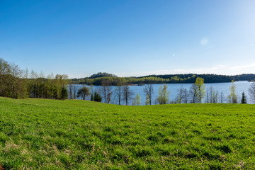 Fototapeta na wymiar lake shore with distinct trees in green summer