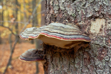 Colorful polypore growing on a beech tree - obrazy, fototapety, plakaty