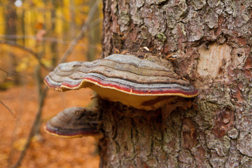 Colorful polypore growing on a beech tree