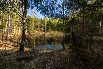 Obraz premium lake shore with distinct trees in green summer