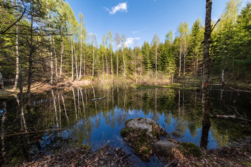 Obraz premium lake shore with distinct trees in green summer