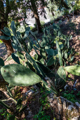 Peaceful life in a mediterranean garden in southern Italy