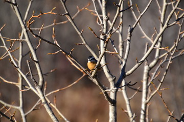 Red-breasted Nuthatch on a Branch