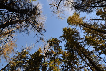 Obraz premium Trees in Autumn