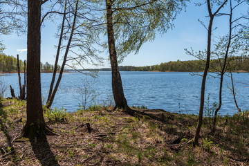 Fototapeta na wymiar lake shore with distinct trees in green summer