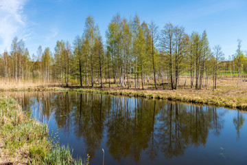 Obraz premium lake shore with distinct trees in green summer