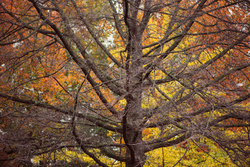 Large dead tree in front of vibrant colorful fall foliage
