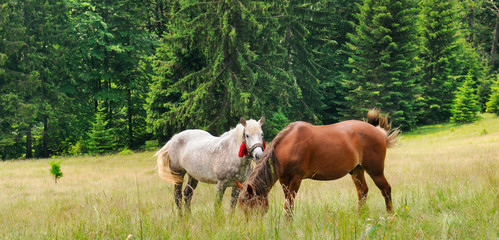 A pair of beautiful horses are grazing in a forest meadow. Wide photo.