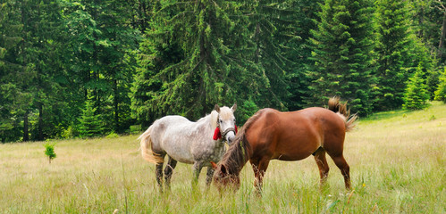 Obraz na płótnie Canvas A pair of beautiful horses are grazing in a forest meadow. Wide photo.