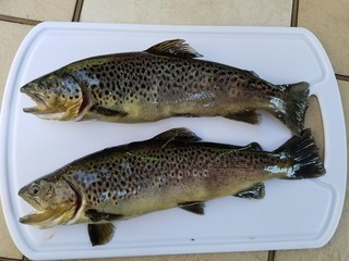 Speckled Brown Trout