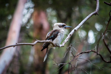 Kookaburra