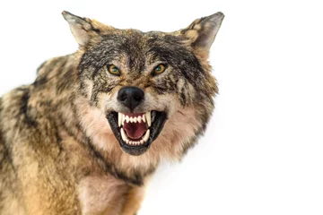 Stickers pour porte Loup portrait de loup isolé