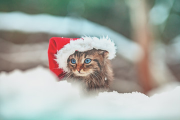 Cute little kitten wearing Santa Claus hat outdoors in snowy winter