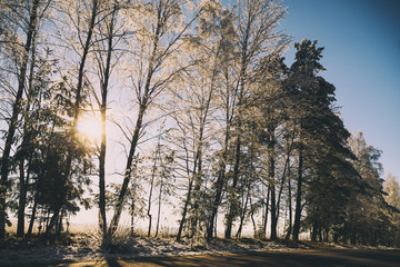 Fototapeta premium winter. it's snow, frost. landscape sunlight sunrise trees, spruce there is a road for cars