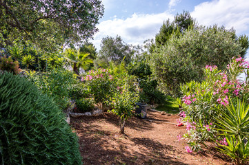 Fototapeta na wymiar Peaceful life in a mediterranean garden in southern Italy