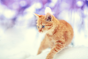 Cute red kitten walking in snow in winter