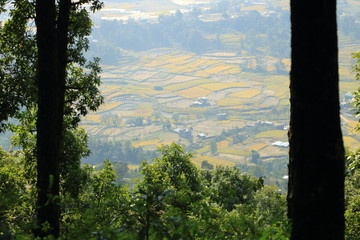 Rice fields in Nepal