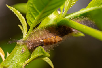 The worms are resting on the leaves