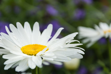 Obraz premium Blooming chamomile in the garden