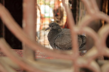 Close up a fluffy ruffled sick pigeon