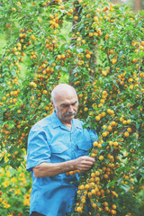 Naklejka na ściany i meble Old man harvesting organic yellow plums in the orchard