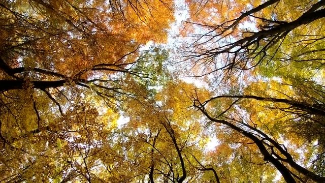 Baumkronen in Herbstfarben