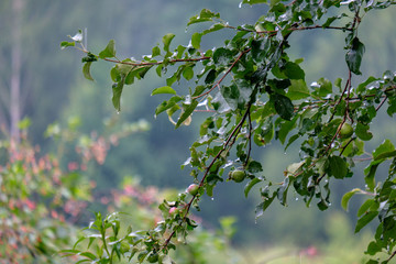 apple tree branches in green summer day with rain