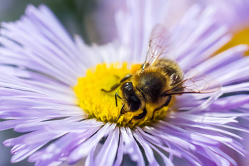 Bee in extreme close up sitting on flower