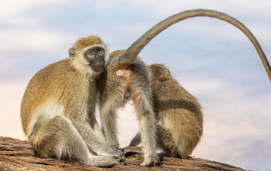 Trio of black-faced vervet monkeys, Ceropithecus aethiops, with two seated and one standing with his back to viewer and blue scrotum visible