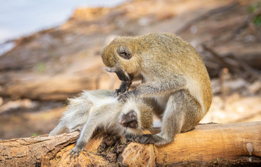 Seated mother black-faced vervet monkey, Ceropithecus aethiops, leaning over and grooming her baby