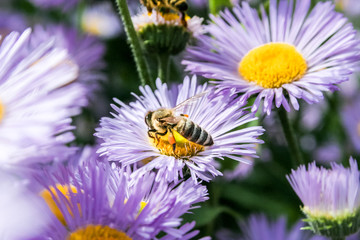 Bee in extreme close up sitting on flower