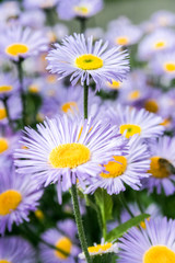 Bee in extreme close up sitting on flower