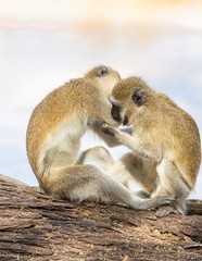  Two black-faced vervet monkeys, Ceropithecus aethiops, interlocked, with one biting the other's arm 