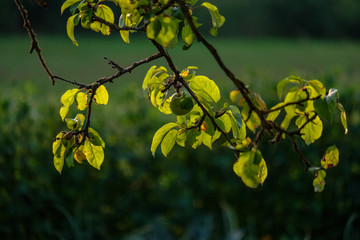 apple tree branches in green summer day with rain