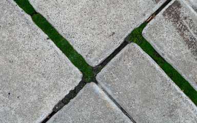Obraz premium Moss around the paving stones. Closeup.