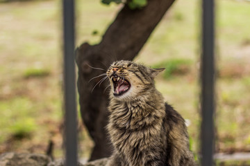 Naklejka na ściany i meble fuzzy yawn cat street animal portrait in park outdoor environment place behind fence 
