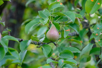 apple tree branches in green summer day with rain