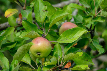 apple tree branches in green summer day with rain