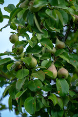 apple tree branches in green summer day with rain